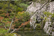 kyoto_13-04-02_06-40-38_047.jpg