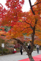 kyoto_10-11-15_13-17-24_286.jpg