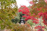 kyoto_10-11-15_14-31-31_321.jpg