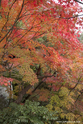 kyoto_10-11-15_14-40-34_331.jpg