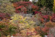 kyoto_10-11-15_14-47-58_333.jpg