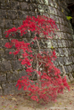 kyoto_10-11-15_14-52-46_336.jpg