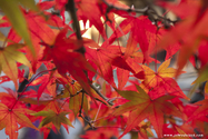 kyoto_10-11-15_16-15-07_370.jpg