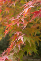 kyoto_10-11-14_11-54-52_136.jpg