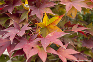 kyoto_10-11-14_12-13-03_147.jpg