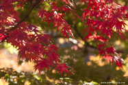 kyoto_10-11-19_09-57-28_704.jpg