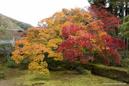 kyoto_10-11-16_15-04-36_445.jpg