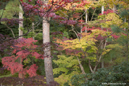 kyoto_10-11-16_15-54-18_463.jpg