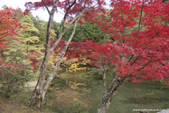 kyoto_10-11-16_16-08-52_477.jpg