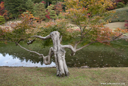 kyoto_10-11-16_16-15-03_485.jpg