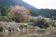 maruyama_senmai_13-04-14_14-11-32_004.jpg