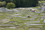 maruyama_senmai_13-04-14_14-26-46_006.jpg