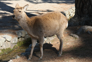 japon_nara_08-03-05-15-31-55-002.jpg