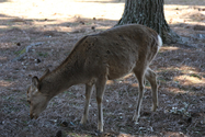 japon_nara_08-03-05-15-35-59-004.jpg