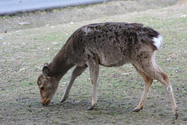 japon_nara_08-03-05-16-42-55-036.jpg