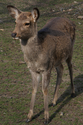 japon_nara_08-03-05-16-43-25-037.jpg