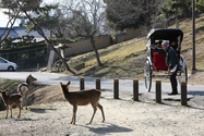 japon_nara_08-03-05-16-45-14-039.jpg