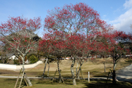 japon_nara_08-03-05-16-47-19-040.jpg