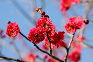 japon_nara_08-03-05-16-48-04-041.jpg