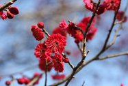 japon_nara_08-03-05-16-48-50-042.jpg