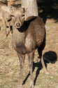 japon_nara_08-03-05-17-01-10-044.jpg