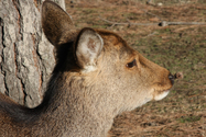 japon_nara_08-03-05-17-01-47-046.jpg