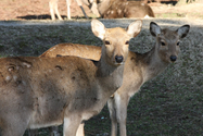 japon_nara_08-03-05-17-02-07-048.jpg