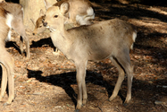 japon_nara_08-03-05-17-43-13-065.jpg