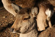 japon_nara_08-03-05-17-43-56-069.jpg