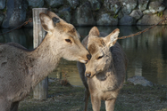 japon_nara_08-03-05-17-49-47-074.jpg