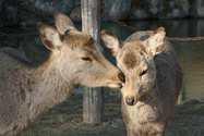 japon_nara_08-03-05-17-49-53-075.jpg