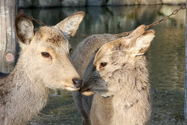 japon_nara_08-03-05-17-50-03-076.jpg