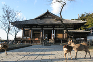 japon_nara_08-03-05-17-50-57-078.jpg