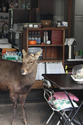 japon_nara_08-03-06-12-01-34-024.jpg