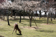 japon_nara_08-03-06-12-10-22-029.jpg