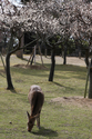 japon_nara_08-03-06-12-10-37-031.jpg