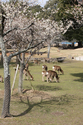 japon_nara_08-03-06-12-11-23-032.jpg