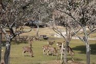 japon_nara_08-03-06-12-11-44-033.jpg