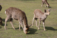 japon_nara_08-03-06-12-12-29-034.jpg