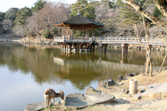 japon_nara_08-03-07-17-10-44-050.jpg