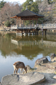 japon_nara_08-03-07-17-12-04-052.jpg