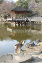 japon_nara_08-03-07-17-12-22-053.jpg