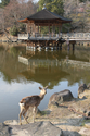 japon_nara_08-03-07-17-12-36-054.jpg