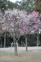 japon_nara_08-03-07-17-21-49-057.jpg