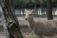 japon_nara_08-03-07-17-34-27-061.jpg