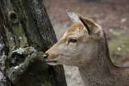 japon_nara_08-03-07-17-34-51-062.jpg