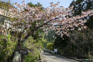 kumano_kodo_13-04-15_13-26-10_013.jpg