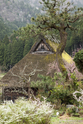 miyama_13-04-07_12-53-38_014.jpg