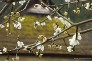 miyama_13-04-07_12-54-14_015.jpg