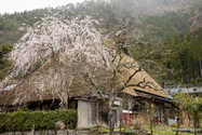 miyama_13-04-07_12-58-01_016.jpg